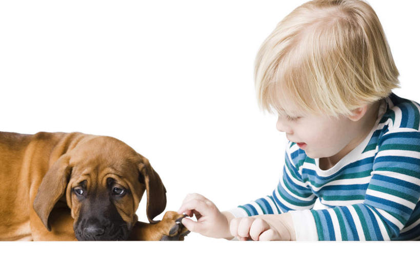 西方人,儿童,脸,头,脸颊,头发,一个人,横图,室内,特写,白天,白色背景,侧面,纯洁,宠物,狗,欧洲,欧洲人,仅一个男性,仅一个人,服装,注视,休闲装,肩膀,一只,小孩,衣服,动物,观察,看,趴着,仅一个小孩,休闲,休闲服,金色,可爱,童年,童趣,摄影,服饰,影棚,观看,察看,关注,童真,烂漫,无邪,忠诚,天真,男孩,男人,男性,白种人,孩子,头部,直发,脸部,脸蛋,面部,犬,趴,半身,彩图,影棚拍摄,拍摄,斗牛獒犬,斗牛马士提夫犬,短发,男生