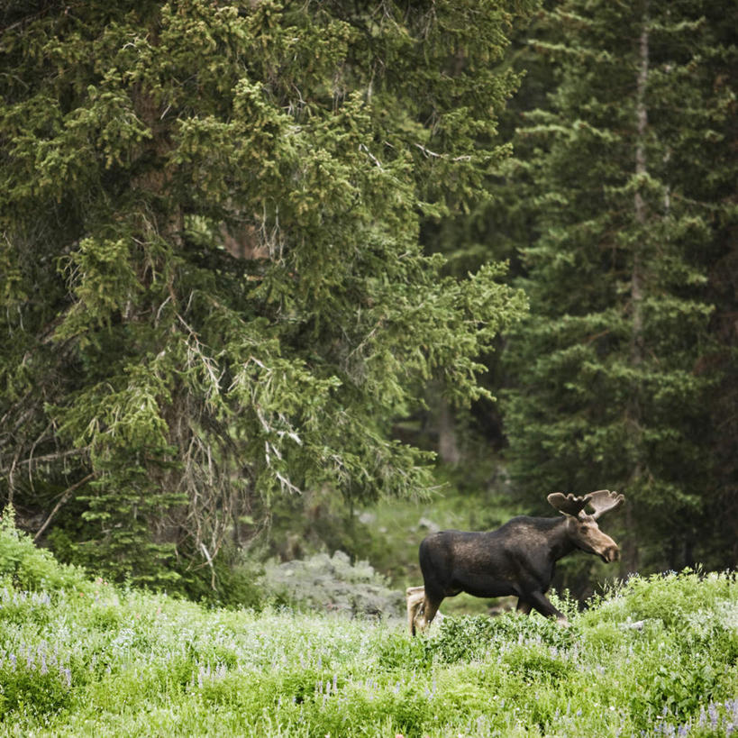 无人,站,方图,室外,白天,侧面,旅游,度假,草地,草坪,美景,树林,植物,哺乳动物,鹿,野生动物,希腊,欧洲,景观,注视,娱乐,草,树,树木,一只,绿色,自然,动物,观察,看,站着,享受,休闲,景色,放松,可爱,活泼,生长,成长,观看,察看,关注,自然风光,驼鹿,希腊共和国,罕达犴,堪达犴,伊皮鲁斯,伊皮鲁斯大区,阿尔塔,站立,彩图,全身