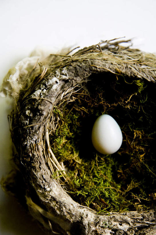 无人,竖图,俯视,室内,特写,白天,白色背景,草地,植物,阴影,反射,鸟巢,鸟窝,影子,蛋,鸡蛋,草,一个,绿色,摄影,影棚,单个,草鸡蛋,卵,彩图,高角度拍摄,影棚拍摄,拍摄
