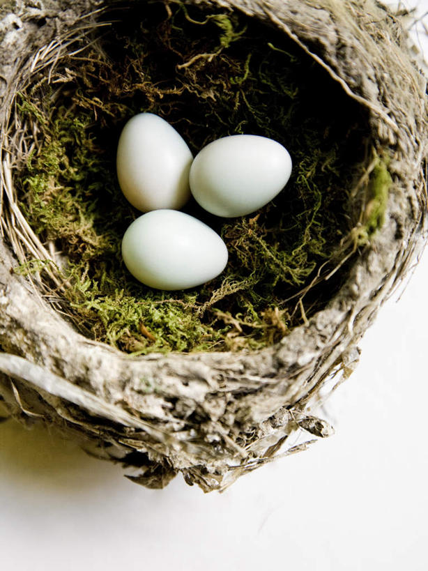 无人,竖图,俯视,室内,特写,白天,白色背景,草地,植物,阴影,反射,鸟巢,鸟窝,影子,蛋,鸡蛋,草,三个,绿色,摄影,影棚,草鸡蛋,卵,彩图,高角度拍摄,影棚拍摄,拍摄