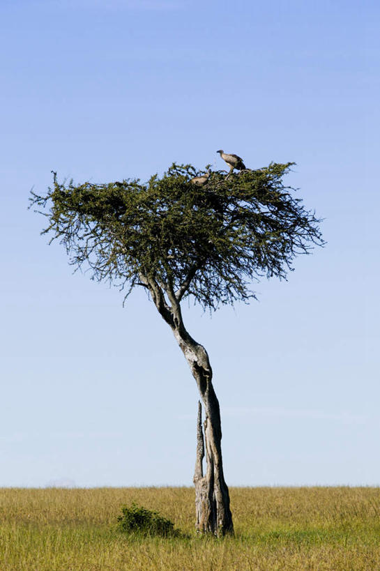 无人,站,竖图,室外,白天,正面,快乐,草地,草坪,美景,植物,鸟,野生动物,非洲,肯尼亚,一棵,阴影,光线,鸟类,秃鹫,影子,景观,草,树,树木,一只,蓝色,绿色,蓝天,天空,阳光,自然,动物,天,站着,景色,生长,晴朗,成长,自然风光,凶猛,万里无云,阿非利加洲,金合欢,鸭皂树,稍纵即逝,肯尼亚共和国,金合欢树,残暴,凶残,晴空,晴空万里,座山雕,秃鹰,狗头鹫,站立,彩图,全身