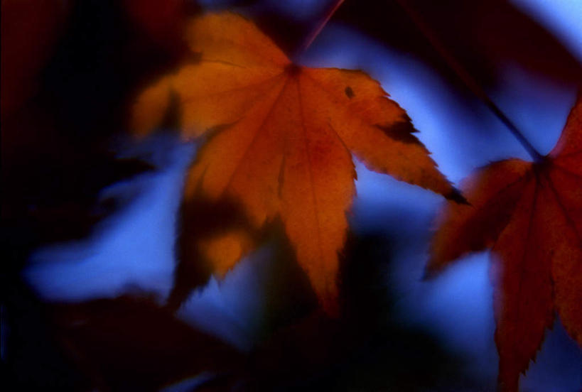 无人,横图,室外,特写,白天,正面,美景,秋季,叶子,两片,阴影,朦胧,模糊,反射,影子,景观,枯叶,落叶,红色,自然,景色,自然风光,橡树,沼生橡树,叶,叶片,秋,秋天,彩图