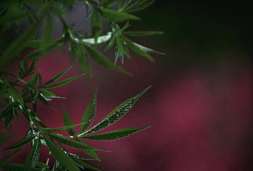 无人,农田,横图,室外,特写,白天,正面,庄稼,农作物,美景,叶子,许多,阴影,朦胧,模糊,反射,影子,景观,绿叶,自然,嫩叶,景色,毒品,大麻,自然风光,大麻草,叶,叶片,彩图,耕地,庄稼田