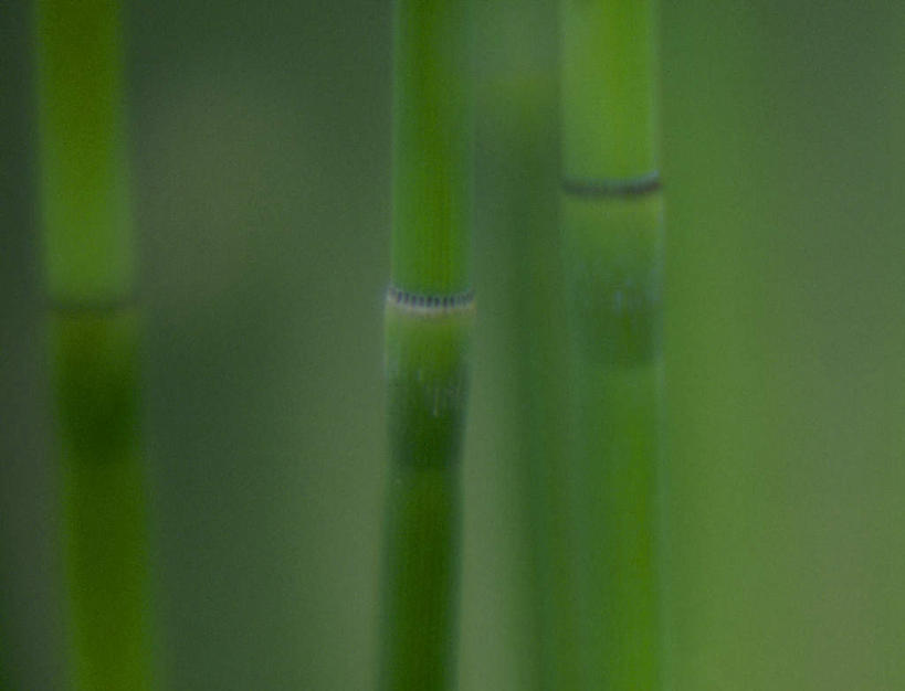 无人,横图,室外,特写,白天,正面,纯洁,美景,竹子,巴西,三根,朦胧,模糊,景观,绿色,自然,景色,南美,湿地,南美洲,高雅,拉丁美洲,自然风光,美洲,巴西联邦共和国,亚美利加洲,奉献,南亚美利加洲,质朴,正直,潘塔纳尔湿地,马托格罗索州,担当,竹,彩图,奋进,操守,四君子,岁寒三友,性坚,虚怀,虚心,善群,卓尔