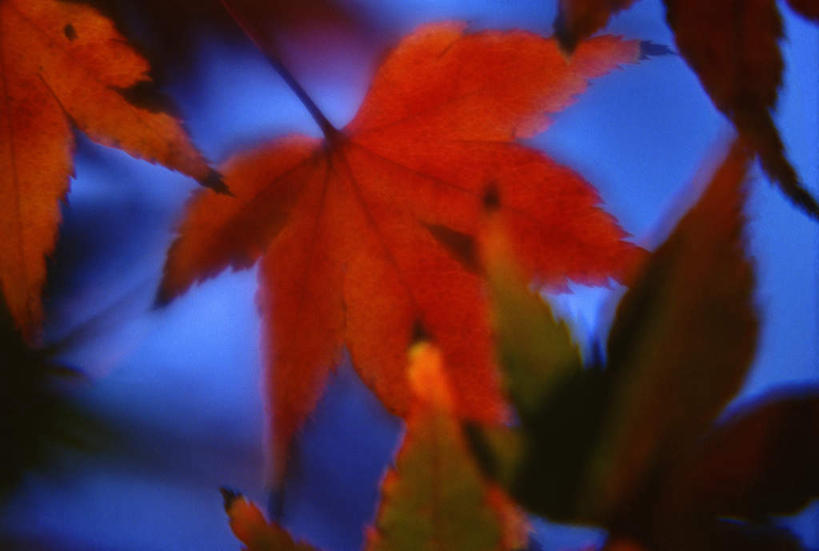 无人,横图,室外,白天,正面,美景,秋季,叶子,许多,朦胧,模糊,景观,枯叶,落叶,红色,自然,景色,自然风光,橡树,沼生橡树,叶,叶片,秋,秋天,彩图