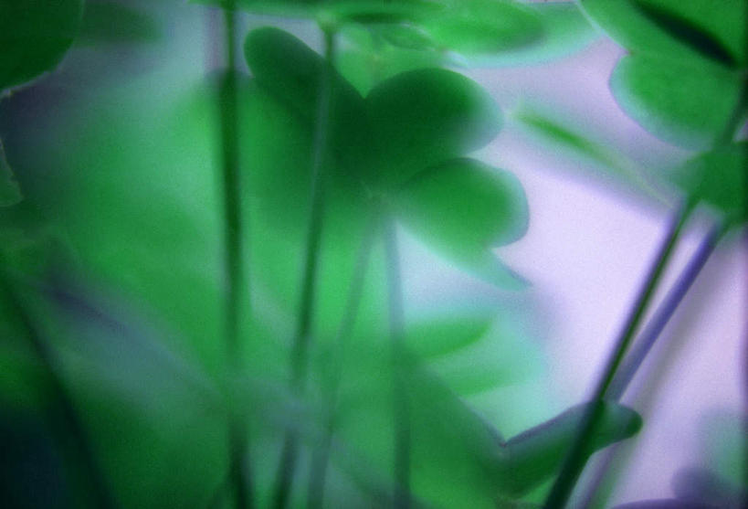 无人,横图,室外,特写,白天,正面,美景,叶子,许多,朦胧,模糊,景观,荷叶,绿色,自然,景色,自然风光,莲叶,叶,叶片,彩图