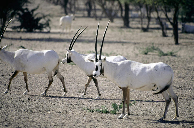 无人,站,横图,室外,白天,侧面,旅游,度假,草地,草坪,美景,植物,野生动物,羊,卡塔尔,亚洲,四只,阴影,朦胧,模糊,光线,羚羊,影子,景观,首都,注视,娱乐,草,树,树木,绿色,阳光,自然,动物,观察,看,站着,享受,休闲,景色,放松,可爱,活泼,生长,成长,观看,察看,关注,自然风光,西亚,多哈,长角羚,卡塔尔国,贝达,白长角羚,站立,半身,彩图