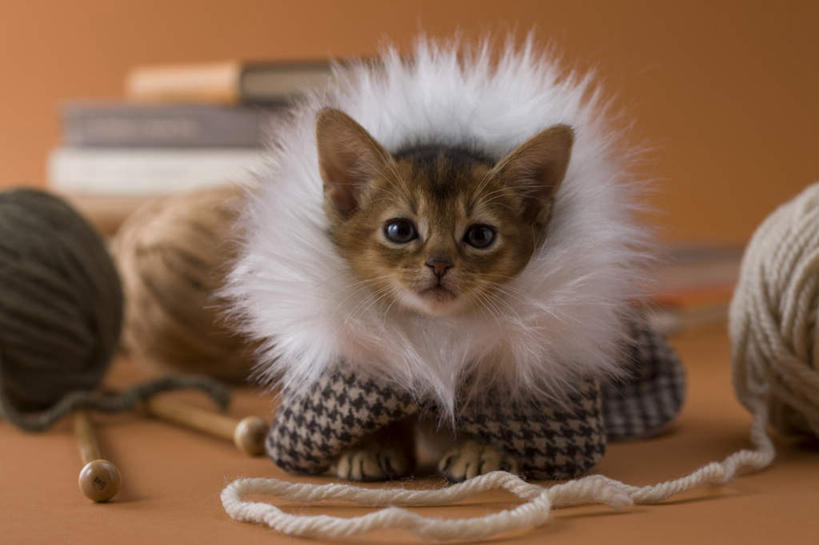 无人,横图,室内,特写,白天,正面,宠物,猫,书籍,阴影,黄色背景,朦胧,模糊,影子,乐器,弦乐器,小提琴,注视,外套,一只,动物,观察,看,趴着,可爱,摄影,影棚,衣物,观看,察看,关注,弓拉弦乐器,弓拉弦鸣乐器,书,图书,趴,彩图,影棚拍摄,拍摄