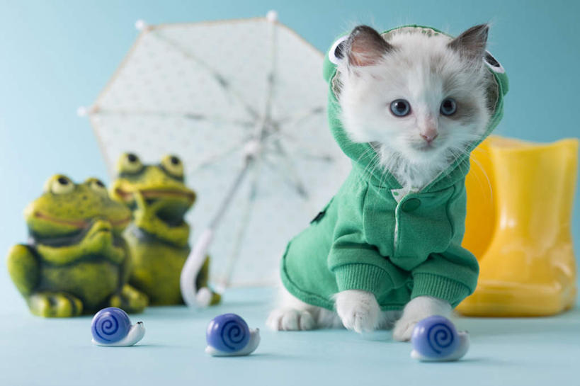 无人,坐,横图,室内,白天,正面,青蛙,宠物,猫,野生动物,玩具,蓝色背景,蜗牛,伞,玩偶,雨伞,雨鞋,遮阳伞,注视,阳伞,一只,衣服,动物,观察,看,可爱,摄影,活泼,影棚,观看,察看,关注,雨衣,猫咪,雨具,坐着,彩图,全身,影棚拍摄,拍摄