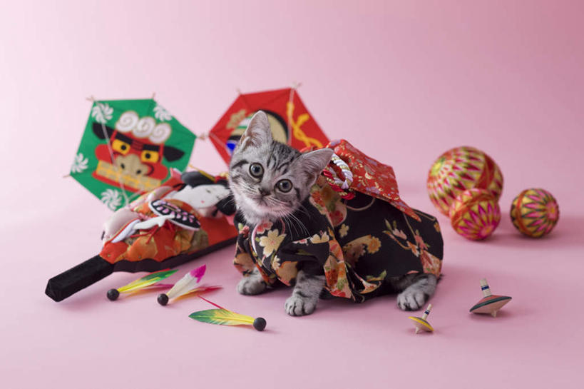 无人,躺,横图,俯视,室内,白天,锻炼,羽毛球,宠物,虎斑猫,猫,阴影,粉色背景,日本文化,装饰,反射,影子,球,一只,动物,风筝,可爱,放风筝,摄影,影棚,华丽,修饰,点缀,纸鸢,猫咪,放鹞子,鹞,鹞子,鸢,木鸢,门松,美国硬毛猫,衬托,美观,雅致,雅观,长寿,卧着,抬头,躺着,卧,仰头,彩图,高角度拍摄,全身,影棚拍摄,健身,拍摄,传统文化