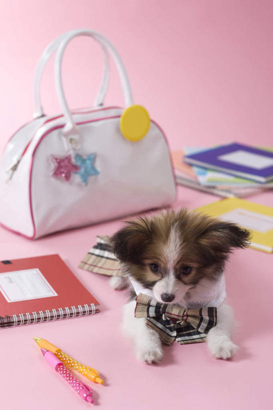 无人,躺,竖图,俯视,室内,白天,宠物,狗,书籍,粉色背景,服装,包,笔,皮包,蝴蝶犬,一只,动物,蝴蝶结,可爱,摄影,影棚,单肩包,忠诚,卧着,书,图书,犬,躺着,卧,彩图,高角度拍摄,全身,影棚拍摄,拍摄