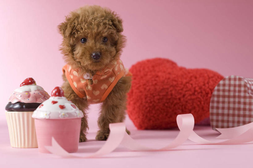 点心,无人,站,横图,室内,白天,正面,爱情,下午茶,宠物,狗,礼盒,礼物,情人节,阴影,粉色背景,爱心,影子,纸盒,食品,缎带,浪漫,注视,贵宾犬,盒子,食物,糕点,一个,一只,粉色,动物,包装盒,礼品盒,观察,看,站着,可爱,摄影,礼品,影棚,单个,观看,察看,关注,罗曼蒂克,忠诚,玩具贵宾犬,犬,彩图,全身,影棚拍摄,拍摄,蛋糕