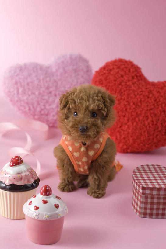 点心,无人,坐,竖图,室内,白天,正面,爱情,下午茶,宠物,狗,礼盒,礼物,情人节,阴影,粉色背景,爱心,影子,纸盒,食品,缎带,浪漫,注视,贵宾犬,盒子,食物,糕点,一个,一只,粉色,动物,包装盒,礼品盒,观察,看,可爱,摄影,礼品,影棚,单个,观看,察看,关注,罗曼蒂克,忠诚,玩具贵宾犬,犬,坐着,彩图,全身,影棚拍摄,拍摄,蛋糕