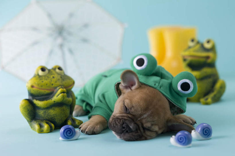 无人,闭眼,睡,横图,室内,特写,白天,正面,青蛙,宠物,狗,玩具,阴影,蓝色背景,朦胧,模糊,斗牛犬,蜗牛,伞,玩偶,影子,雨伞,雨鞋,遮阳伞,阳伞,一只,动物,趴着,可爱,摄影,影棚,牛头犬,雨具,忠诚,英国斗牛犬,斗牛狗,老虎狗,英国老虎犬,犬,闭眼睛,闭着眼,闭着眼睛,困,困觉,趴,寝息,睡觉,彩图,全身,影棚拍摄,拍摄