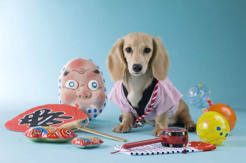 无人,站,横图,室内,白天,正面,民族服装,游戏,宠物,玩具,阴影,和服,日本文化,腊肠犬,金鱼,面具,扇子,影子,注视,腊肠狗,球,一个,一只,动物,观察,看,站着,球体,可爱,摄影,服饰,皮球,影棚,单个,观看,察看,关注,东亚文化,忠诚,拨浪鼓,吴服,唐草,唐花,唐锦,犬,彩图,全身,影棚拍摄,传统服装,民俗服,拍摄,传统文化