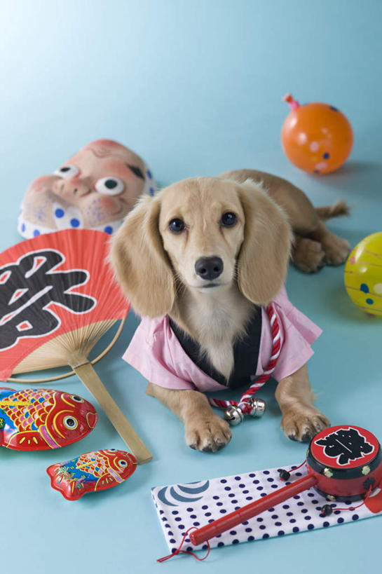 无人,坐,竖图,俯视,室内,白天,民族服装,游戏,宠物,玩具,阴影,蓝色背景,和服,日本文化,腊肠犬,金鱼,面具,扇子,影子,折扇,纸扇,清凉,注视,凉爽,文化,腊肠狗,球,一只,动物,观察,看,趴着,球体,可爱,摄影,服饰,皮球,影棚,观看,察看,关注,东亚文化,忠诚,拨浪鼓,吴服,唐草,唐花,唐锦,撒扇,犬,趴,坐着,彩图,高角度拍摄,全身,影棚拍摄,传统服装,民俗服,拍摄,传统文化