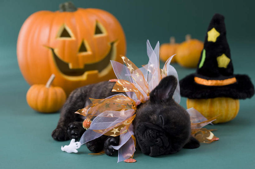 无人,躺,睡,横图,室内,白天,正面,宠物,狗,南瓜,蔬菜,帽子,许多,绿色背景,阴影,纸质,节日,庆祝,新鲜,斗牛犬,影子,灯光,金瓜,食品,文化,生日帽,番瓜,灯,食物,一个,一只,动物,灯具,庆典,南瓜灯,万圣节,可爱,摄影,有机食品,绿色食品,影棚,单个,纪念,麦瓜,倭瓜,小丑帽,照明设备,忠诚,三角帽,狂欢帽,派对帽,聚会帽,纸帽,法国斗牛梗,卧着,犬,困,困觉,寝息,睡觉,躺着,卧,彩图,全身,影棚拍摄,拍摄,法国斗牛犬