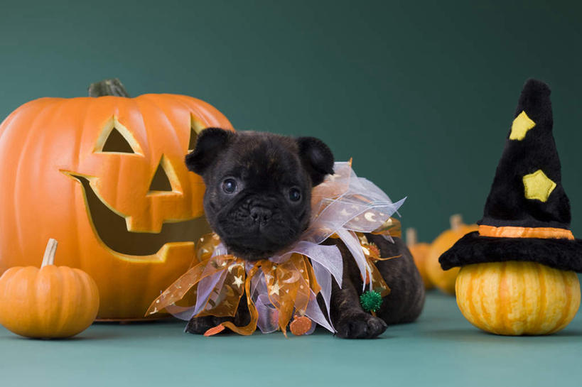 无人,站,横图,室内,白天,正面,宠物,狗,南瓜,蔬菜,帽子,许多,绿色背景,阴影,纸质,节日,庆祝,新鲜,斗牛犬,影子,灯光,金瓜,食品,文化,生日帽,番瓜,灯,食物,一个,一只,动物,灯具,站着,庆典,南瓜灯,万圣节,可爱,摄影,有机食品,绿色食品,影棚,单个,纪念,麦瓜,倭瓜,小丑帽,照明设备,忠诚,三角帽,狂欢帽,派对帽,聚会帽,纸帽,法国斗牛梗,犬,彩图,全身,影棚拍摄,拍摄,法国斗牛犬