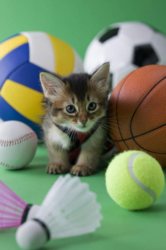 无人,竖图,俯视,室内,白天,锻炼,运动,网球,排球,羽毛球,篮球,棒球,垒球,足球,宠物,猫,绿色背景,阴影,影子,球,一个,一只,动物,球体,可爱,摄影,影棚,单个,猫咪,索马里猫,体育,彩图,高角度拍摄,全身,影棚拍摄,健身,拍摄