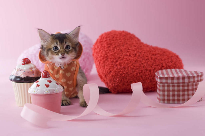 点心,无人,坐,竖图,室内,白天,正面,爱情,下午茶,宠物,猫,情人节,阴影,粉色背景,服装,爱心,影子,食品,缎带,浪漫,注视,休闲装,食物,糕点,一个,粉色,动物,看,休闲,休闲服,连帽衫,可爱,摄影,影棚,单个,情人,猫咪,罗曼蒂克,索马里猫,坐着,彩图,全身,影棚拍摄,拍摄,蛋糕