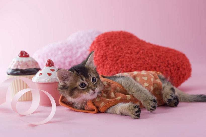 点心,无人,躺,竖图,室内,白天,正面,爱情,下午茶,宠物,猫,情人节,阴影,粉色背景,服装,爱心,影子,食品,缎带,浪漫,注视,休闲装,食物,糕点,一个,粉色,动物,看,休闲,休闲服,连帽衫,可爱,摄影,影棚,单个,情人,猫咪,罗曼蒂克,索马里猫,卧着,躺着,卧,彩图,全身,影棚拍摄,拍摄,蛋糕