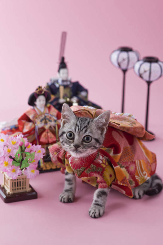 无人,站,竖图,俯视,室外,白天,民族服装,游戏,宠物,猫,玩具,照明,阴影,粉色背景,和服,朦胧,模糊,日本文化,影子,灯光,玩,娱乐,灯,两个,一个,一只,动物,灯具,落地灯,站着,休闲,可爱,益智,摄影,服饰,影棚,单个,活动,照亮,照明设备,发泄,消遣,智力,东亚文化,吴服,唐草,唐花,唐锦,美国硬毛猫,宣泄,玩耍,嬉戏,彩图,高角度拍摄,全身,影棚拍摄,传统服装,民俗服,拍摄,传统文化