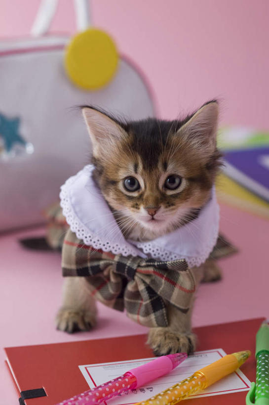 无人,坐,竖图,室内,白天,正面,裙子,宠物,猫,书籍,阴影,粉色背景,服装,包,笔,皮包,影子,办公用品,圆珠笔,文具,一个,一只,动物,学习用品,可爱,摄影,影棚,单个,单肩包,文具用品,猫咪,索马里猫,书,图书,坐着,彩图,全身,影棚拍摄,拍摄