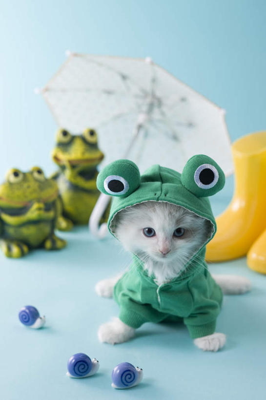 无人,站,竖图,室内,白天,正面,游戏,青蛙,宠物,猫,玩具,阴影,蓝色背景,朦胧,模糊,蜗牛,伞,影子,雨伞,雨鞋,遮阳伞,玩,注视,娱乐,阳伞,一个,一只,动物,观察,看,站着,休闲,可爱,益智,摄影,影棚,单个,观看,活动,察看,发泄,关注,消遣,智力,雨衣,雨具,布偶猫,布拉多尔猫,宣泄,玩耍,嬉戏,站立,彩图,全身,影棚拍摄,拍摄