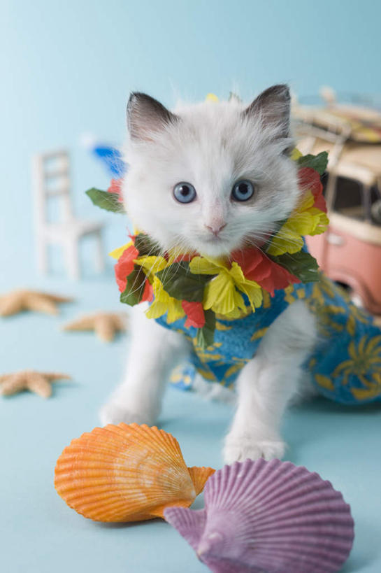 无人,坐,竖图,室内,白天,正面,宠物,猫,贝壳,椅子,蓝色背景,服装,朦胧,模糊,花环,伞,雨伞,遮阳伞,木椅,注视,阳伞,一个,一只,蓝色,动物,观察,可爱,摄影,影棚,单个,布偶猫,布拉多尔猫,贝类外壳,海螺壳,软体动物外壳,坐着,半身,彩图,影棚拍摄,拍摄