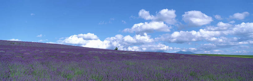 无人,横图,室外,白天,仰视,爱情,旅游,度假,花海,花圃,美景,紫罗兰,叶子,北海道,日本,亚洲,盛开,景观,云,云朵,浪漫,花蕾,云彩,娱乐,花,花瓣,花朵,鲜花,蓝色,绿色,白云,蓝天,天空,自然,香草,花丛,花束,花田,天,花苞,花蕊,薰衣草,享受,休闲,景色,放松,晴朗,自然风光,呼吸,东亚,日本国,北海道地方,北海道岛,富良野,灵香草,黄香草,奇迹,晴空,彩图,低角度拍摄