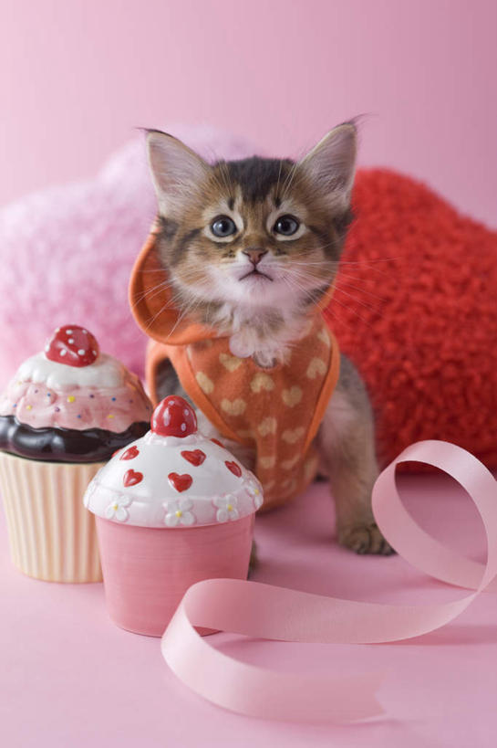 点心,无人,坐,竖图,室内,白天,正面,爱情,下午茶,宠物,猫,情人节,阴影,粉色背景,服装,爱心,影子,食品,缎带,浪漫,注视,休闲装,食物,糕点,一个,粉色,动物,看,休闲,休闲服,连帽衫,可爱,摄影,影棚,单个,情人,关注,罗曼蒂克,索马里猫,抬头,仰头,坐着,彩图,全身,影棚拍摄,拍摄,蛋糕