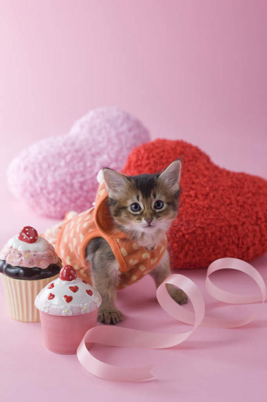 点心,无人,坐,竖图,室内,白天,正面,爱情,下午茶,宠物,猫,情人节,阴影,粉色背景,服装,爱心,影子,食品,缎带,浪漫,注视,休闲装,食物,糕点,一个,粉色,动物,看,休闲,休闲服,连帽衫,可爱,摄影,影棚,单个,情人,罗曼蒂克,索马里猫,坐着,彩图,全身,影棚拍摄,拍摄,蛋糕