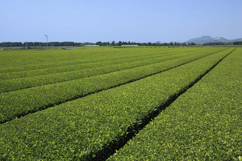 无人,农田,横图,室外,白天,正面,旅游,度假,庄稼,美景,山,树林,植物,鹿儿岛,日本,亚洲,一排,阴影,整齐,光线,影子,景观,山峰,山峦,娱乐,茶园,树,树木,排列,蓝色,绿色,蓝天,天空,阳光,自然,天,享受,休闲,景色,放松,生长,成长,茶树,队列,自然风光,东亚,日本国,九州本岛,九州,九州岛,九州地方,鹿儿岛县,彩图,耕地,庄稼田