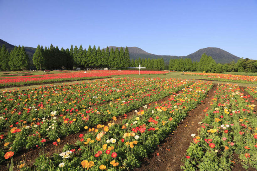 无人,横图,室外,白天,正面,旅游,度假,花海,花圃,美景,山,植物,叶子,日本,亚洲,许多,阴影,盛开,光线,影子,景观,山峰,山峦,花蕾,娱乐,花,花瓣,花朵,鲜花,树,树木,红色,蓝色,绿色,白色,蓝天,天空,阳光,自然,花丛,花束,花田,天,花苞,花蕊,享受,休闲,橙色,景色,放松,生长,成长,自然风光,东亚,日本国,九州本岛,九州,九州岛,九州地方,宫崎,宫崎县,冰岛罂粟,冰岛虞美人,橘黄罂粟,裸茎罂粟,小罂粟,岩罂粟,野罂粟,彩图