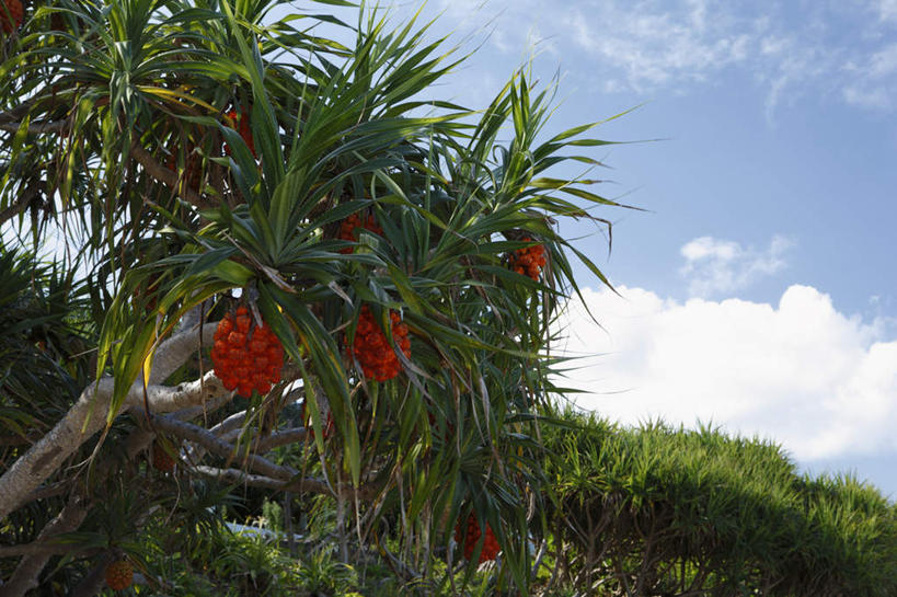 无人,横图,室外,白天,仰视,旅游,度假,草地,草坪,美景,植物,鹿儿岛,日本,亚洲,阴影,光线,影子,景观,云,云朵,云彩,娱乐,草,树,树木,蓝色,绿色,白云,蓝天,天空,阳光,自然,天,享受,休闲,景色,放松,生长,成长,自然风光,东亚,日本国,九州本岛,九州,九州岛,九州地方,鹿儿岛县,露兜树,帕梯,山菠萝,野菠萝,彩图,低角度拍摄