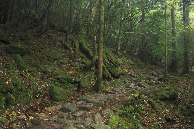 无人,横图,室外,白天,正面,旅游,度假,草地,草坪,石头,美景,树林,植物,道路,路,鹿儿岛,日本,亚洲,石子,景观,小路,交通,娱乐,草,树,树木,绿色,自然,享受,休闲,景色,放松,生长,成长,自然风光,东亚,日本国,九州本岛,九州,九州岛,九州地方,鹿儿岛县,屋久岛,石块,彩图