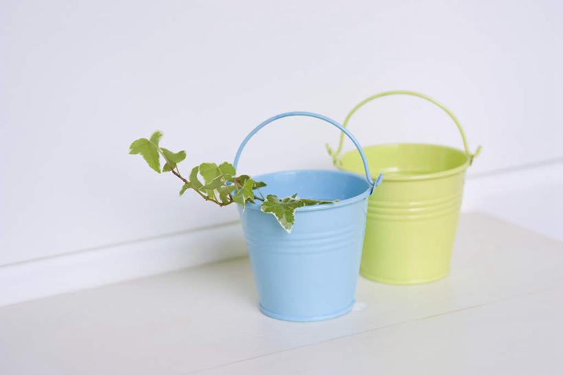 无人,横图,室内,特写,白天,白色背景,正面,植物,静物,叶子,桶,墙,常春藤,绿叶,枝条,地面,墙壁,墙面,两个,蓝色,绿色,容器,塑料制品,嫩叶,摄影,影棚,储藏,塑料桶,储存,叶,叶片,彩图,影棚拍摄,拍摄,贮存
