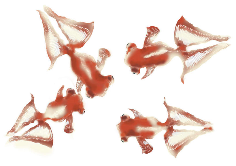 游泳,无人,横图,插画,室内,白天,白色背景,正面,数码,科技,野生动物,阴影,网络,金鱼,鱼,高光,几何,计算机图形,合成,图画,画,红色,动物,四条,可爱,活泼,游动,电脑合成图,数码合成图,漫画,写实,具体,具象,观赏鱼,金鲫鱼,彩图