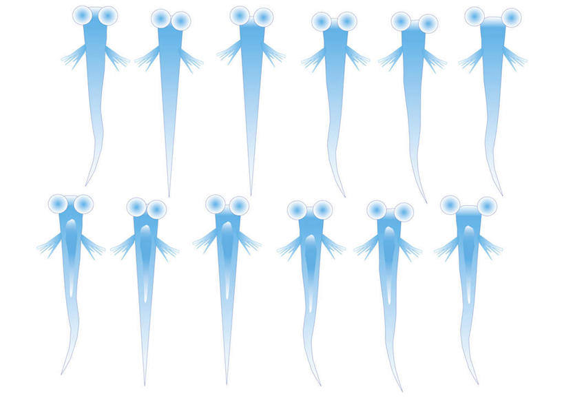 游泳,无人,横图,插画,室内,白天,白色背景,正面,数码,科技,野生动物,一排,阴影,整齐,网络,鱼,高光,几何,计算机图形,合成,图画,鱼类,画,排列,蓝色,动物,可爱,活泼,游动,电脑合成图,数码合成图,队列,漫画,写实,具体,具象,鳉鱼,鳉,彩图