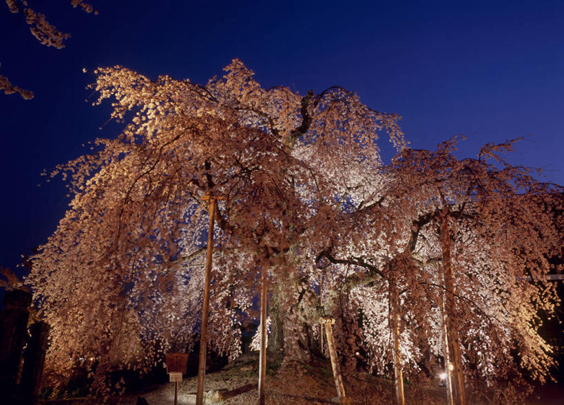 无人,横图,室外,夜晚,仰视,旅游,度假,幸福,纯洁,美景,植物,樱花,长野县,日本,亚洲,阴影,盛开,光线,影子,景观,灯光,花蕾,娱乐,花,花瓣,花朵,鲜花,树,树木,蓝色,绿色,蓝天,天空,自然,天,花苞,花蕊,享受,休闲,景色,放松,生长,晴朗,成长,等待,生命,自然风光,东亚,本州,万里无云,本州岛,日本国,中部地方,长野,仙樱花,福岛樱,青肤樱,高尚,热烈,晴空,晴空万里,荆桃,彩图,低角度拍摄,饭田,饭田市