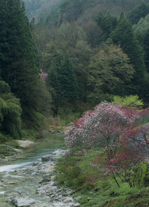 无人,竖图,室外,白天,正面,爱情,旅游,度假,河流,石头,美景,森林,树林,水,植物,雾,桃花,长野县,日本,亚洲,朦胧,模糊,盛开,石子,河水,景观,水流,花蕾,娱乐,花,花瓣,花朵,鲜花,树,树木,绿色,自然,花苞,花蕊,享受,休闲,景色,放松,生长,成长,迷雾,俘虏,自然风光,东亚,本州,本州岛,日本国,中部地方,长野,石块,大雾,彩图,阿智村,下伊那郡
