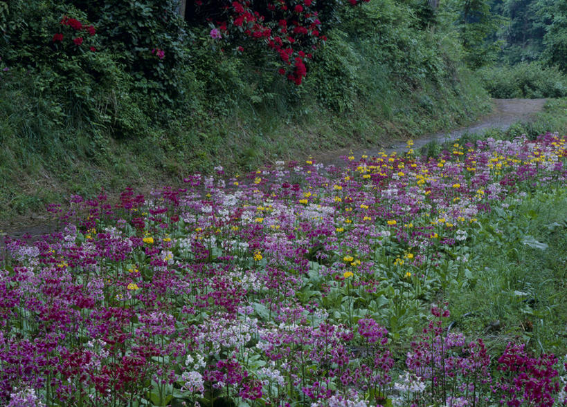无人,横图,室外,白天,正面,旅游,度假,草地,草坪,花海,花圃,美景,树林,植物,道路,路,报春花,叶子,长野县,日本,亚洲,盛开,景观,小路,交通,花蕾,娱乐,草,花,花瓣,花朵,花卉,鲜花,树,树木,绿色,自然,花丛,花束,花田,花苞,花蕊,享受,休闲,景色,放松,乡间小路,生长,成长,自然风光,东亚,本州,本州岛,日本国,中部地方,长野,樱草,独一,仅有,唯一,唯有,惟一,惟有,年景花,四季报春,彩图,下伊那郡