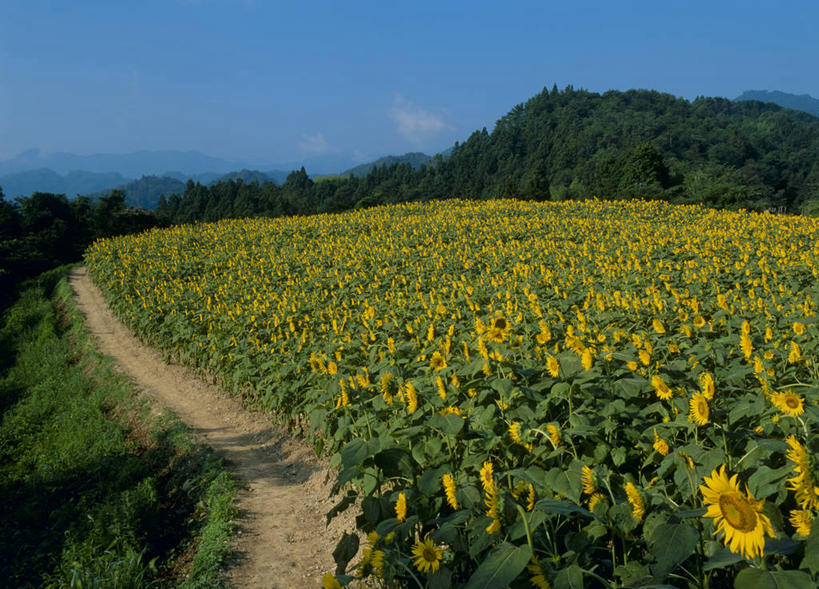 无人,横图,室外,白天,正面,爱情,旅游,度假,幸福,草地,草坪,花海,花圃,石头,美景,山,山脉,树林,太阳,植物,道路,路,向日葵,叶子,长野县,日本,亚洲,阴影,盛开,光线,石子,影子,景观,山顶,山峰,云,云朵,小路,交通,山峦,花蕾,云彩,娱乐,草,花,花瓣,花朵,花卉,鲜花,树,树木,蓝色,绿色,白云,蓝天,天空,阳光,自然,花丛,花束,花田,群山,天,花苞,花蕊,享受,休闲,景色,放松,乡间小路,生长,晴朗,成长,自然风光,光辉,东亚,沉默,忠诚,沉积岩,本州,本州岛,日本国,中部地方,长野,勇敢,投缘,爱慕,颠峰,极峰,水成岩,高傲,朝阳花,葵花,望日莲,向阳花,转日莲,石块,岩石,晴空,彩图,下伊那郡,阿南町