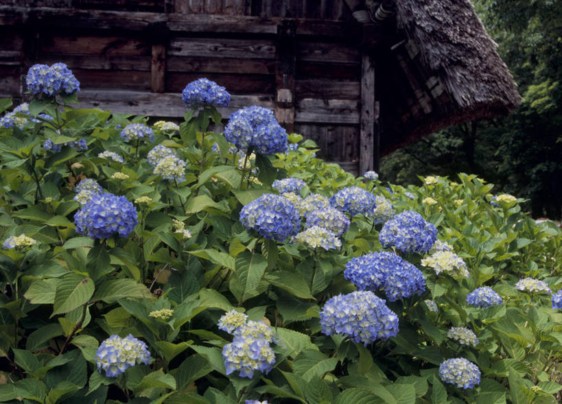 无人,家,木屋,横图,室外,白天,正面,旅游,度假,骄傲,花海,花圃,美景,植物,八仙花,叶子,日本,亚洲,盛开,景观,花蕾,娱乐,住宅,花,花瓣,花朵,花卉,鲜花,绿色,自然,花丛,花束,花田,花苞,花蕊,绣球花,享受,休闲,景色,放松,紫阳花,洋绣球,自然风光,东亚,本州,本州岛,日本国,中部地方,岐阜,岐阜县,草绣球,斗球,七变化,粉团花,善变,彩图,茅舍,茅屋,棚屋,小木屋,小屋,大野郡,白川村