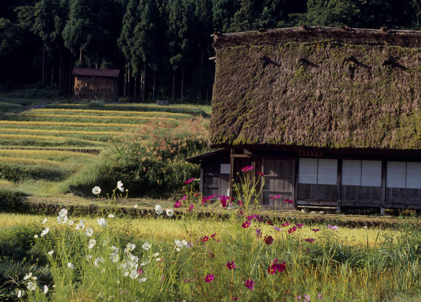 无人,家,木屋,农田,横图,室外,白天,正面,旅游,度假,自由,幸福,农业,庄稼,农作物,花海,花圃,美景,森林,树林,植物,叶子,日本,亚洲,阴影,盛开,光线,影子,稻田,景观,波斯菊,花蕾,娱乐,住宅,花,花瓣,花朵,花卉,鲜花,树,树木,绿色,阳光,自然,花丛,花束,花田,花苞,花蕊,清洁,享受,休闲,菊花,景色,放松,大波斯菊,生长,成长,吉祥,自然风光,东亚,本州,本州岛,日本国,中部地方,岐阜,岐阜县,高洁,秋英,格桑花,秋樱,扫帚梅,八瓣梅,初恋,多情,彩图,耕地,庄稼田,茅舍,茅屋,棚屋,小木屋,小屋,大野郡,白川村,时光