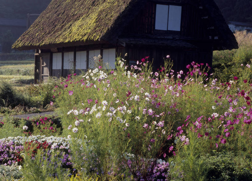 无人,家,木屋,农田,横图,室外,白天,正面,旅游,度假,自由,幸福,农业,庄稼,农作物,花海,花圃,美景,森林,树林,植物,叶子,日本,亚洲,阴影,盛开,光线,影子,稻田,景观,波斯菊,花蕾,娱乐,住宅,花,花瓣,花朵,花卉,鲜花,树,树木,绿色,阳光,自然,花丛,花束,花田,花苞,花蕊,清洁,享受,休闲,菊花,景色,放松,大波斯菊,生长,成长,吉祥,自然风光,东亚,本州,本州岛,日本国,中部地方,岐阜,岐阜县,高洁,秋英,格桑花,秋樱,扫帚梅,八瓣梅,初恋,多情,彩图,耕地,庄稼田,茅舍,茅屋,棚屋,小木屋,小屋,大野郡,白川村,时光