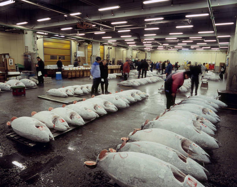 海鲜,东方人,无人,站,横图,室内,白天,正面,购物,度假,消费,美景,城市风光,城市,照明,东京,日本,亚洲,一排,许多,阴影,服装,整齐,并列,并排,光线,鱼,影子,景观,灯光,集市,市场,很多,许多人,鲔鱼,注视,休闲装,黄种人,娱乐,水产,金枪鱼,鱼类,顶灯,海洋生物,灯,排列,衣服,灯具,观察,看,站着,一群人,享受,休闲,休闲服,景色,放松,金融,服饰,观看,照亮,吞拿鱼,察看,照明设备,队列,关注,水生动物,海产品,平行,水生物,选购,贸易,东亚,海底动物,本州,关东地方,本州岛,日本国,东京都,筑地,筑地市场,男人,男性,年轻男性,年轻女性,女人,女性,亚洲人,站立,彩图,鱼市
