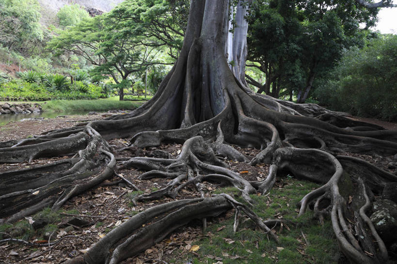 无人,横图,室外,白天,正面,旅游,度假,岛屿,美景,森林,树林,植物,夏威夷,美国,阴影,光线,影子,景观,树根,树桩,娱乐,树,树干,树木,绿色,阳光,自然,享受,休闲,木桩,景色,放松,生长,成长,北美,北美洲,自然风光,美洲,夏威夷州,爱洛哈之州,可爱岛,考艾岛,考爱岛,北亚美利加洲,亚美利加洲,花园之岛,列岛,群岛,诸岛,彩图