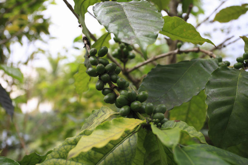 咖啡,无人,横图,室外,特写,白天,正面,旅游,度假,岛屿,美景,植物,豆,叶子,夏威夷,美国,朦胧,模糊,景观,豆类,豆子,绿叶,枝条,娱乐,树,树木,树枝,绿色,自然,咖啡豆,享受,休闲,嫩叶,景色,放松,生长,成长,北美,北美洲,自然风光,美洲,豆科,夏威夷岛,夏威夷州,爱洛哈之州,北亚美利加洲,亚美利加洲,咖啡因,大岛,虬枝,枝杈,叶,叶片,列岛,群岛,诸岛,彩图,科纳市