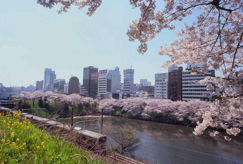 无人,高楼大厦,横图,室外,白天,正面,度假,幸福,纯洁,河流,美景,水,城市风光,城市,大厦,建筑,路,摩天大楼,铁路,火车,樱花,东京,日本,亚洲,阴影,波纹,盛开,光线,影子,河水,景观,水流,轨道,交通,铁轨,涟漪,新宿,花蕾,娱乐,建设,车,花,花瓣,花朵,鲜花,粉色,蓝色,倒影,蓝天,水纹,天空,阳光,交通工具,波浪,天,花苞,花蕊,享受,休闲,景色,放松,运输,晴朗,等待,倒映,生命,载具,东亚,本州,万里无云,关东地方,本州岛,日本国,东京都,新宿区,水晕,仙樱花,福岛樱,青肤樱,高尚,县厅,东京市,热烈,反照,晴空,晴空万里,荆桃,彩图,大楼,高层建筑,高楼,摩天楼